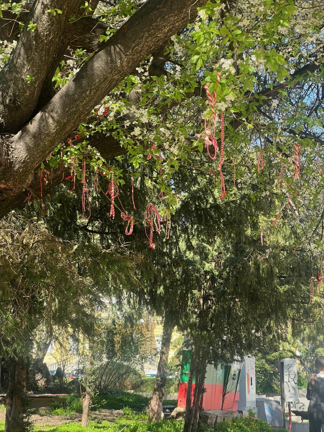 Red and white martenitsi tied to a blossoming tree
