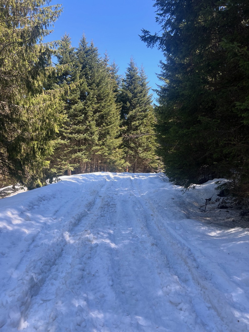 A snowy forest road near Panichishte